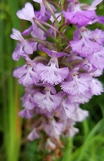 Platanthera psycodes (Lesser Purple Fringed Orchid) Typical color form. Growing along the edge of a hiking/biking trail in a damp area. Geotagged,Lesser Purple Fringed Orchid,Orchidacea,Platanthera psycodes,Summer,United States,flower,orchid