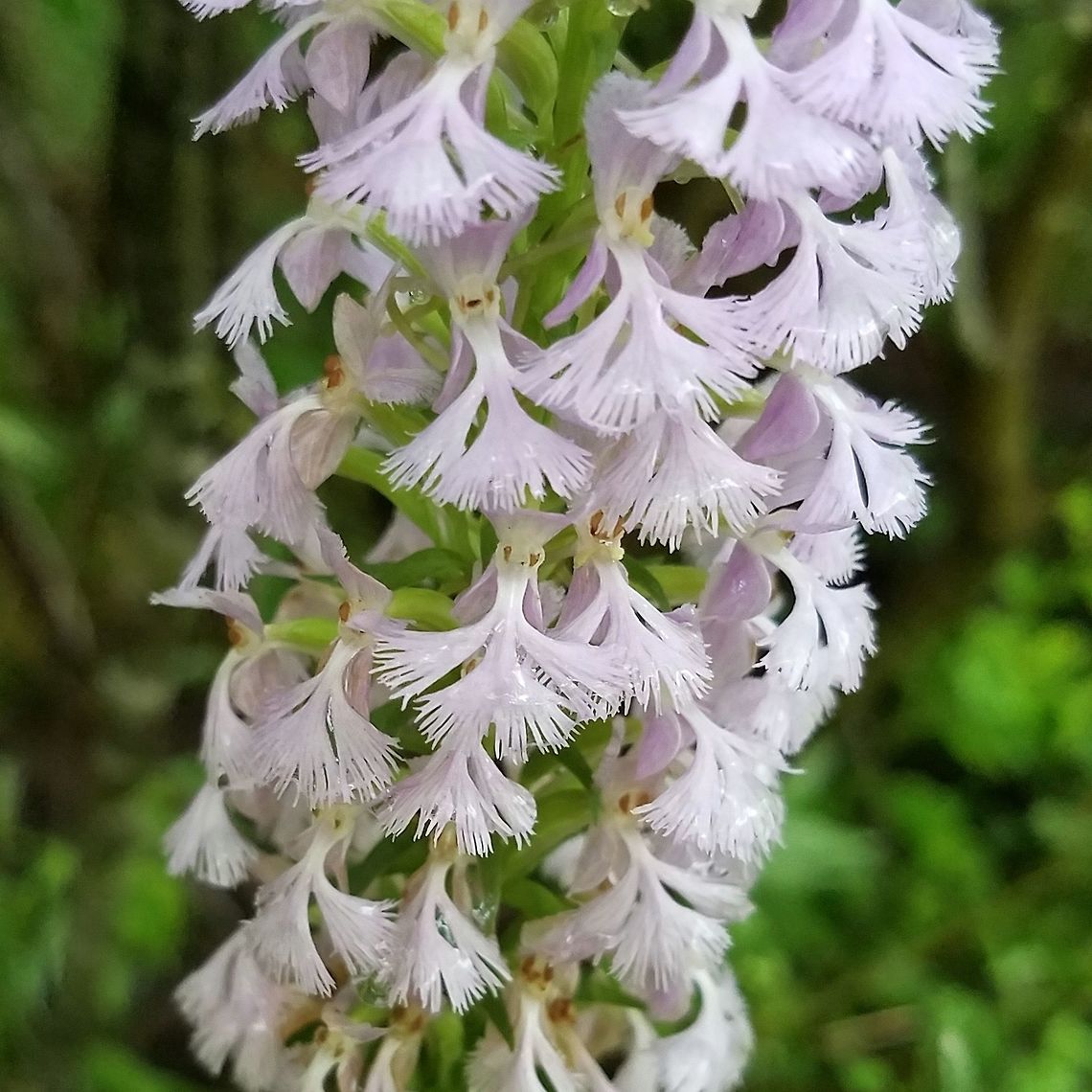 Platanthera × andrewsii? I had originally thought this was Platanthera psycodes (Lesser Purple Fringed Orchid) but it appears that this is a natural hybrid of Platanthera lacera and Platanthera psychodes. The fringes on the petals are longer than P. psycodes, the narrow part above where the petals flare out is longer than in P. psycodes, and the overall color is pale (P. lacera is white and so reduces the pink pigmentation in the hybrid). Growing along the edge of a hiking/biking trail in a damp area. Andrew's Bog Orchis,Geotagged,Lesser Purple Fringed Orchid,Orchidaceae,Platanthera psycodes,Platanthera × andrewsii,Summer,United States,flower,orchid