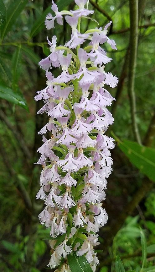 Platanthera × andrewsii? I had originally thought this was Platanthera psycodes (Lesser Purple Fringed Orchid) but it appears that this is a natural hybrid of Platanthera lacera and Platanthera psychodes. The fringes on the petals are longer than P. psycodes, the narrow part above where the petals flare out is longer than in P. psycodes, and the overall color is pale (P. lacera is white and so reduces the pink pigmentation in the hybrid). Growing along the edge of a hiking/biking trail in a damp area. Andrew's Bog Orchis,Geotagged,Lesser Purple Fringed Orchid,Orchidaceae,Platanthera psycodes,Platanthera × andrewsii,Summer,United States,flower,orchid