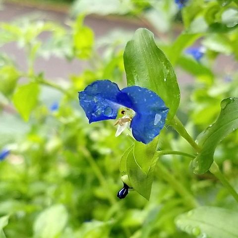 Commelina communis Commelina communis planted in a small sidewalk garden and spreading from there. Asiatic dayflower,Commelina communis,Geotagged,Summer,United States