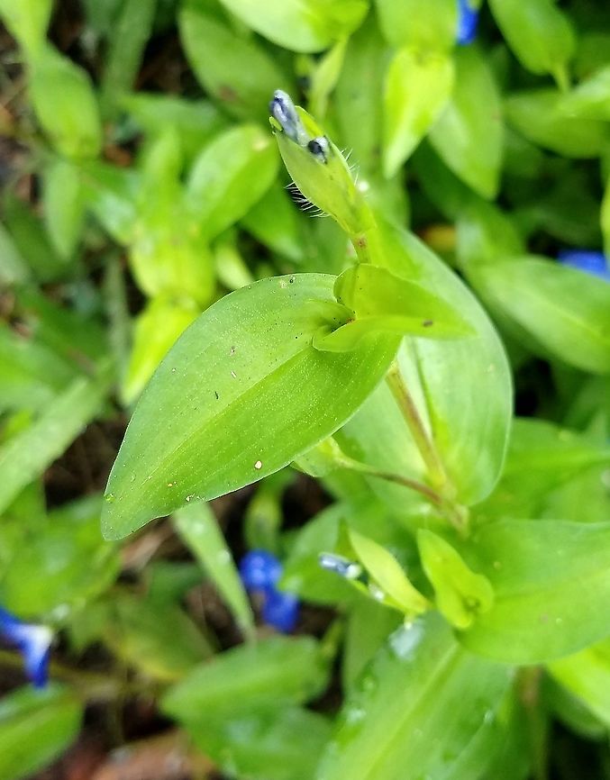Commelina communis Commelina communis planted in a small sidewalk garden and spreading from there. Asiatic dayflower,Commelina communis,Geotagged,Summer,United States