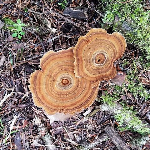 Coltricia perennis Growing in a dense forest of Quaking Aspen (Populus tremuloides) and Balsam Fir (Abies balsamea). Coltricia perennis,Geotagged,Summer,United States,fungus,tiger's eye fungus