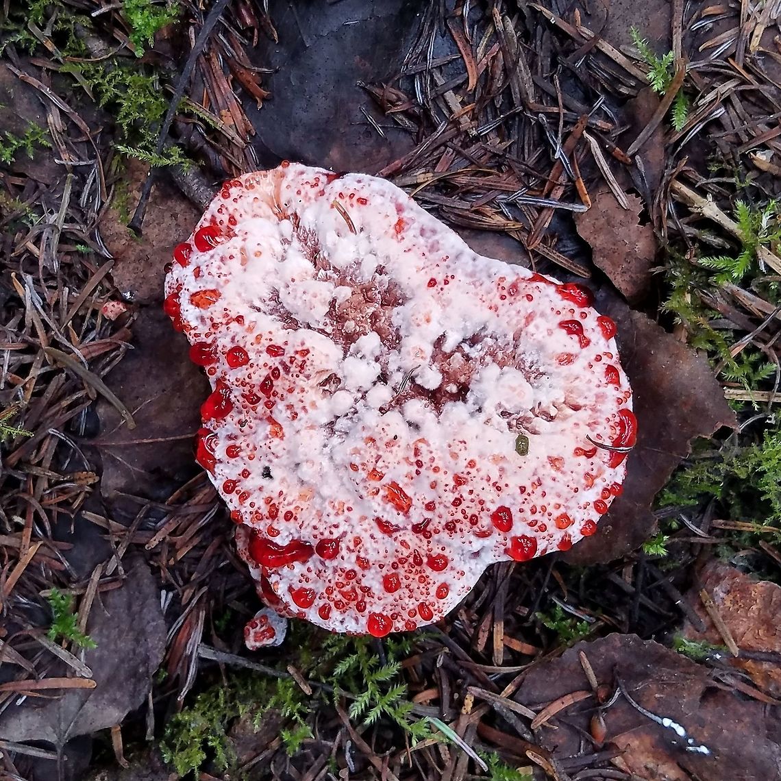 Hydnellum peckii Growing in a dense forest of Quaking Aspen (Populus tremuloides) and Balsam Fir (Abies balsamea). Devil’s Tooth,Geotagged,Hydnellum peckii,Summer,United States,fungus,toothed fungi