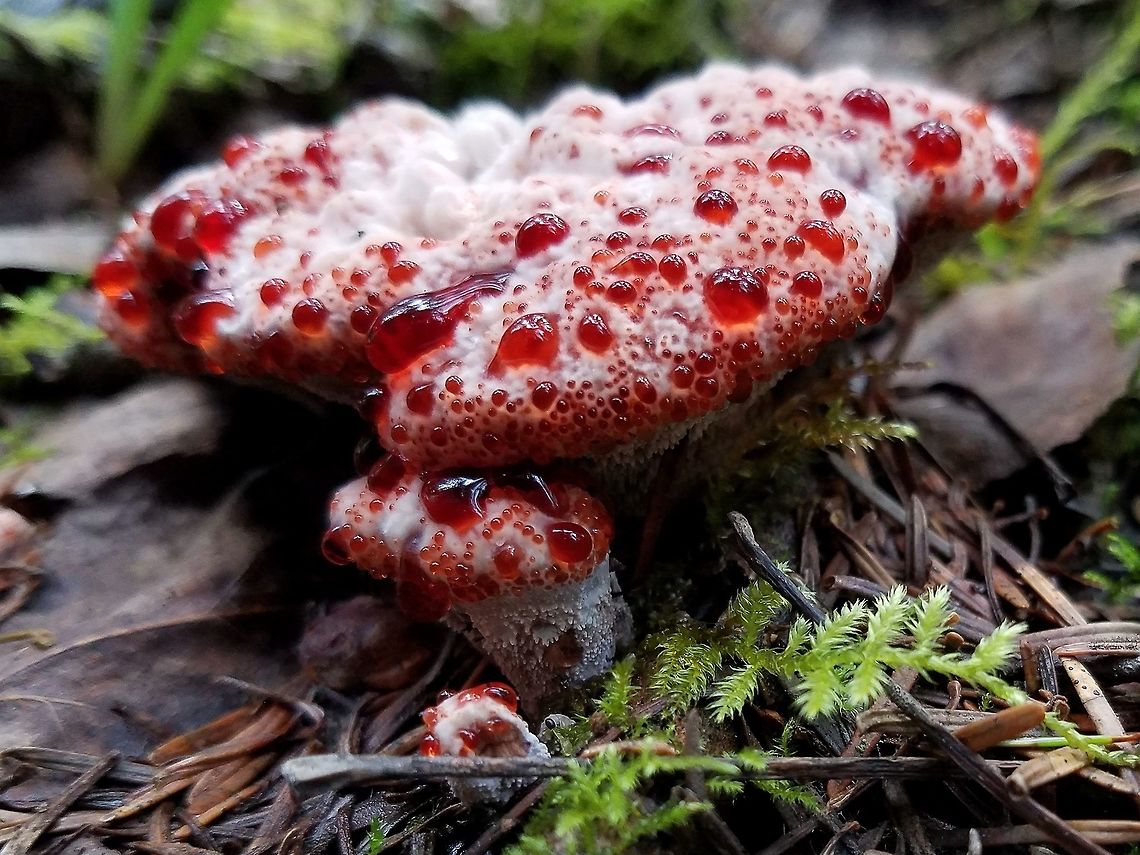 Hydnellum peckii Growing in a dense forest of Quaking Aspen (Populus tremuloides) and Balsam Fir (Abies balsamea). Devil’s Tooth,Geotagged,Hydnellum peckii,Summer,United States,fungus,toothed fungi