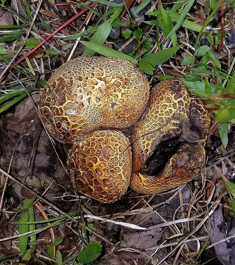 Scleroderma citrinum Growing in sandy soil near Jack Pines (Pinus banksiana). Common Earthball,Geotagged,Pigskin Puffball,Scleroderma citrinum,Summer,United States,fungus,puffball
