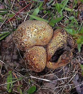 Scleroderma citrinum Growing in sandy soil near Jack Pines (Pinus banksiana). Common Earthball,Geotagged,Pigskin Puffball,Scleroderma citrinum,Summer,United States,fungus,puffball
