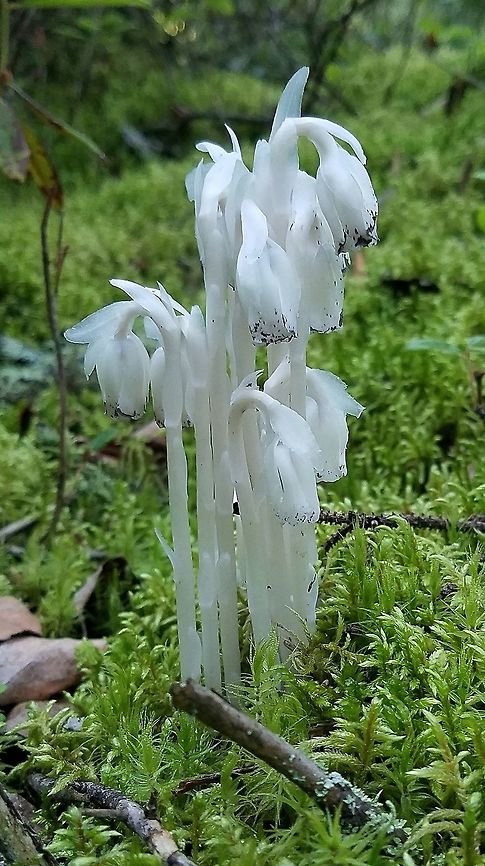 Monotropa uniflora Growing in a thick bed of Red-stemmed Feathermoss (Pleurozium schreberi) in a mixed species upland conifer forest with Jack Pine (Pinus banksiana), Black Spruce (Picea mariana), and White Pine (Pinus strobus). Geotagged,Ghost Plant,Monotropa uniflora,Summer,United States,flower,forest,moss