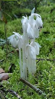 Monotropa uniflora Growing in a thick bed of Red-stemmed Feathermoss (Pleurozium schreberi) in a mixed species upland conifer forest with Jack Pine (Pinus banksiana), Black Spruce (Picea mariana), and White Pine (Pinus strobus). Geotagged,Ghost Plant,Monotropa uniflora,Summer,United States,flower,forest,moss