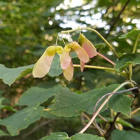 Acer spicatum  Acer spicatum,Geotagged,Mountain maple,Summer,United States,maple,mountain maple