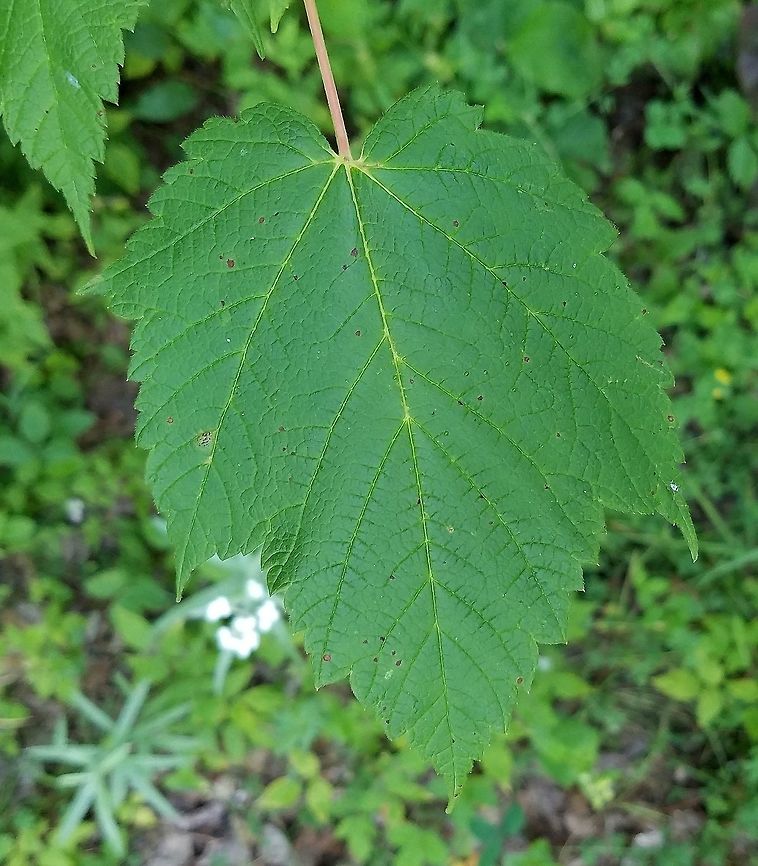 Acer spicatum  Acer spicatum,Geotagged,Mountain maple,Summer,United States,maple