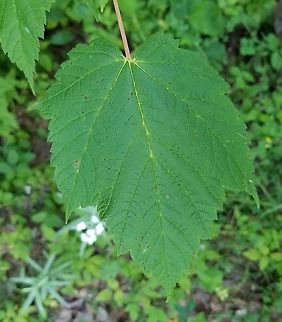 Acer spicatum  Acer spicatum,Geotagged,Mountain maple,Summer,United States,maple