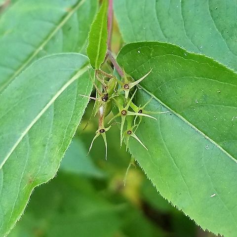 Diervilla lonicera The fruit of Diervilla lonicera is a capsule unlike that of the more familiar honeysuckles in the genus Lonicera which produce fleshy berries. Diervilla lonicera,Geotagged,Summer,United States,bush honeysuckle,fruit,honeysuckle