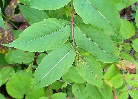 Diervilla lonicera  Diervilla lonicera,Geotagged,Summer,United States