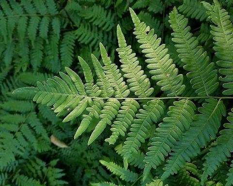 Pteridium aquilinum  Eagle fern,Geotagged,Pteridium aquilinum,Summer,United States,bracken fern