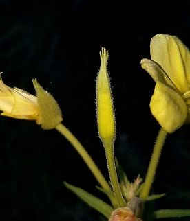 Oenothera biennis flower bud  Evening star,Geotagged,Oenothera biennis,Summer,United States
