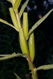 Oenothera biennis seed capsules  Evening star,Geotagged,Oenothera biennis,Summer,United States