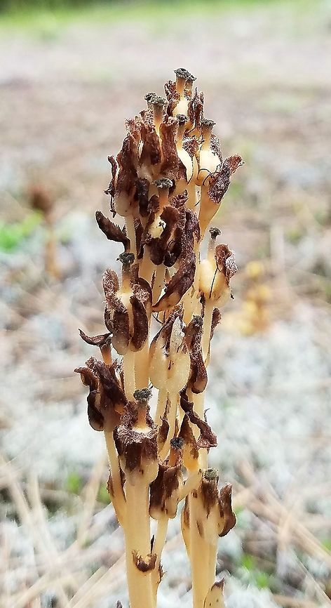 Hypopitys monotropa Crantz or Monotropa hypopitys L. fruiting shoot Part of a large colony of flowering stems growing in sandy soil with many lichens (Cladina and Cladonia primarily) along a trail through a mixed forest of Jack Pine (Pinus banksiana) and Black Spruce (Picea mariana). Dutchman's pipe,Geotagged,Hypopitys monotropa,Monotropa hypopitys,Pinesap,Summer,United States,mycotroph