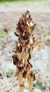 Hypopitys monotropa Crantz or Monotropa hypopitys L. fruiting shoot Part of a large colony of flowering stems growing in sandy soil with many lichens (Cladina and Cladonia primarily) along a trail through a mixed forest of Jack Pine (Pinus banksiana) and Black Spruce (Picea mariana). Dutchman's pipe,Geotagged,Hypopitys monotropa,Monotropa hypopitys,Pinesap,Summer,United States,mycotroph