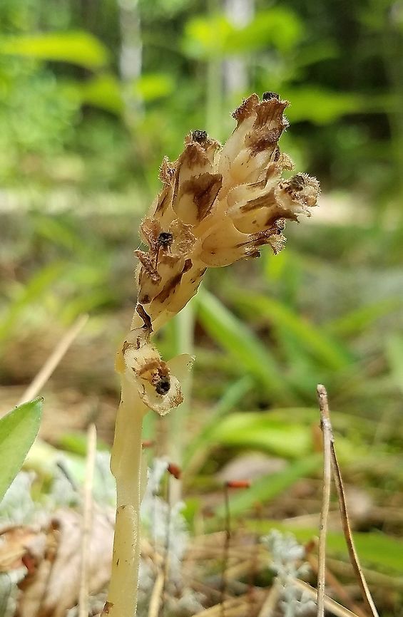 Hypopitys monotropa Crantz or Monotropa hypopitys L. flowering shoot Part of a large colony of flowering stems growing in sandy soil with many lichens (Cladina and Cladonia primarily) along a trail through a mixed forest of Jack Pine (Pinus banksiana) and Black Spruce (Picea mariana). Dutchman's pipe,Geotagged,Hypopitys monotropa,Monotropa hypopitys,Pinesap,Summer,United States,mycotroph