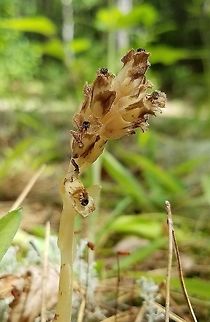 Hypopitys monotropa Crantz or Monotropa hypopitys L. flowering shoot Part of a large colony of flowering stems growing in sandy soil with many lichens (Cladina and Cladonia primarily) along a trail through a mixed forest of Jack Pine (Pinus banksiana) and Black Spruce (Picea mariana). Dutchman's pipe,Geotagged,Hypopitys monotropa,Monotropa hypopitys,Pinesap,Summer,United States,mycotroph