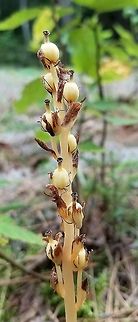 Hypopitys monotropa Crantz or Monotropa hypopitys L. fruiting shoot Part of a large colony of flowering stems growing in sandy soil with many lichens (Cladina and Cladonia primarily) along a trail through a mixed forest of Jack Pine (Pinus banksiana) and Black Spruce (Picea mariana). Dutchman's pipe,Geotagged,Hypopitys monotropa,Monotropa hypopitys,Summer,United States,mycotroph