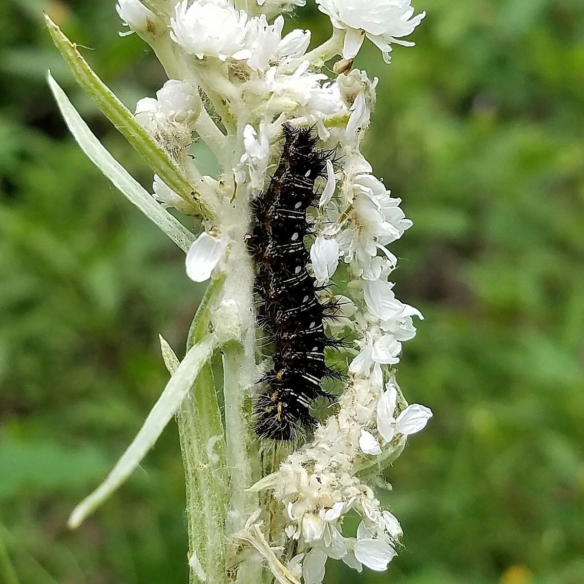 Vanessa virginiensis Vanessa virginiensis larva feeding on Anaphalis margaritacea flowers. American Painted Lady,Anaphalis margaritacea,Geotagged,Summer,United States,Vanessa virginiensis,butterfly,caterpillar,insect,insect larva,lepidoptera,pearly everlasting
