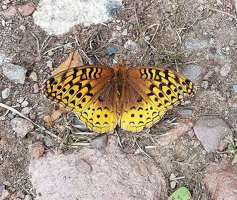 Speyeria aphrodite There were several of these along the forest trail nectaring at thistles and other flowers. Aphrodite fritillary,Geotagged,Lepidoptera,Speyeria aphrodite,Summer,United States,butterfly,insect