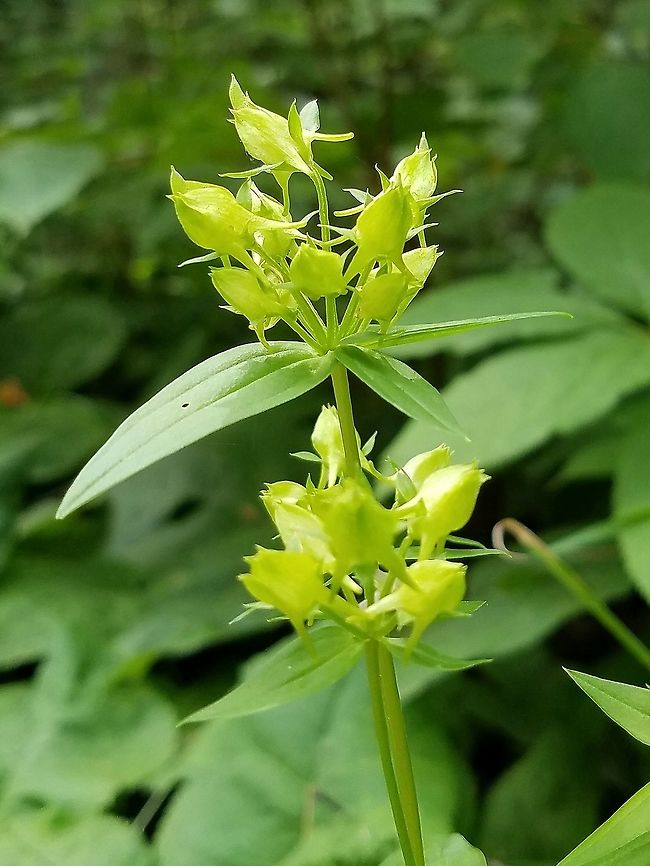 Halenia deflexa  Geotagged,Halenia deflexa,Summer,United States,green gentian,spurred gentian