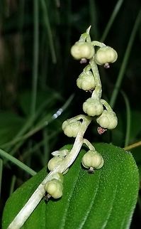 Pyrola minor Pyrola minor fruiting capsules Geotagged,Pyrola minor,Snowline wintergreen,Summer,United States,small shinleaf