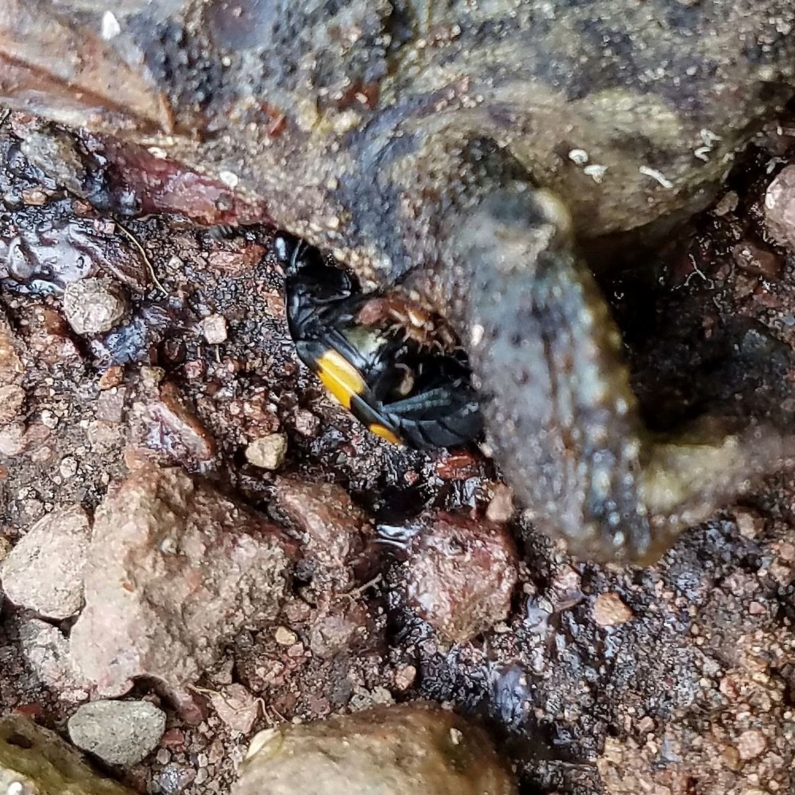 Nicrophorus vespilloides Nicrophorus vespilloides inspecting a dead toad. Geotagged,Nicrophorus vespilloides,Summer,United States,beetle,boreal carrion beetle,carrion beetle,insect