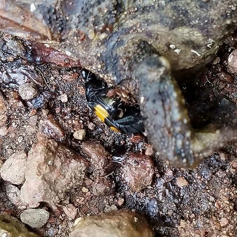 Nicrophorus vespilloides Nicrophorus vespilloides inspecting a dead toad. Geotagged,Nicrophorus vespilloides,Summer,United States,beetle,boreal carrion beetle,carrion beetle,insect