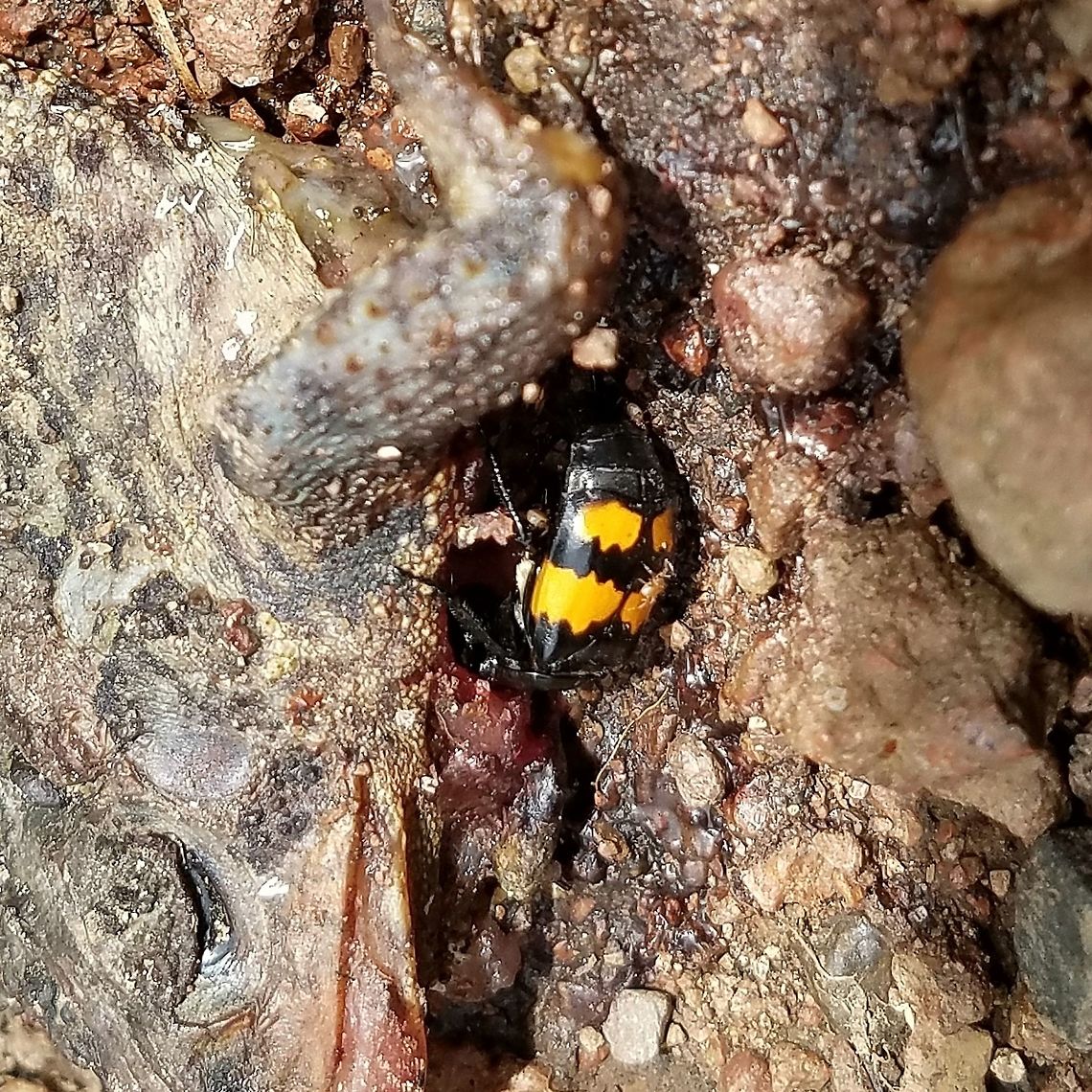 Nicrophorus vespilloides Nicrophorus vespilloides inspecting a dead toad. Geotagged,Nicrophorus vespilloides,Summer,United States,beetle,boreal carrion beetle,carrion beetle,insect