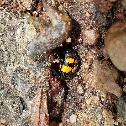 Nicrophorus vespilloides Nicrophorus vespilloides inspecting a dead toad. Geotagged,Nicrophorus vespilloides,Summer,United States,beetle,boreal carrion beetle,carrion beetle,insect