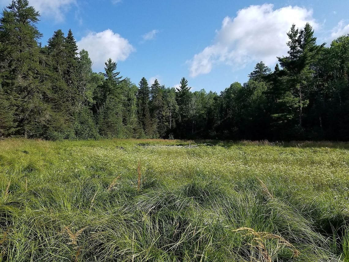 Isolated Shallow Marsh This isolated shallow marsh is approximately 1.5 acres (~0.61hectares) and located in a mixed forest of pines, birch, and aspen. It is 55 feet (~16.76 meters) lower than the surrounding terrain. From the outer edge to the center are three distinct zones of vegetation: Canada Bluejoint Grass (Calamagrostis canadensis), Blister Sedge (Carex vesicaria), and Water Parsnip (Sium suave). Shallow water extends from the Water Parsnip zone into the Bladder Sedge zone and supports species of Utricularia and Potamogeton which are aquatic plants. Geotagged,Summer,United States,forests,isolated wetland,landscape,marsh,wetland