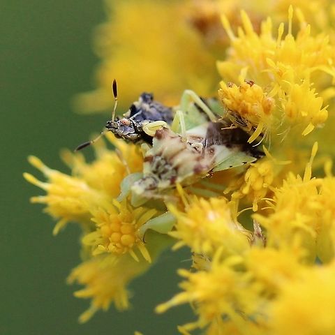 Phymata americana Mating pair Geotagged,Phymata americana,Summer,United States