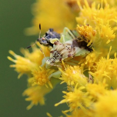 Phymata americana Mating pair Geotagged,Phymata americana,Summer,United States