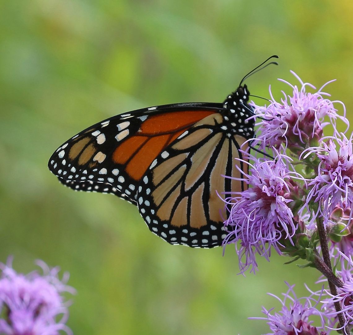 Danaus plexippus  Danaus plexippus nectaring on flowers of Blazingstar (Liatris aspera). Danaus plexippus,Geotagged,Monarch butterfly,Summer,United States