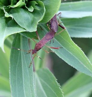 Megalotomus quinquespinosus Megalotomus quinquespinosus mating pair on a Goldenrod (Solidago sp.) plant. This species is reported to feed on leguminous plants including lupine (Lupinus). There is a dense patch of Lupinus polyphyllus about 100 feet from where these bugs were seen. Megalotomus quinquespinosus and other Alydidae have also been reported to feed occasionally on carrion. Alydidae,Geotagged,Hemiptera,Heteroptera,Megalotomus quinquespinosus,Pentatomomorpha,Summer,United States,bugs,insect,true bugs
