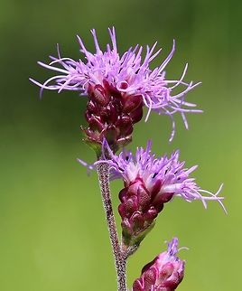 Liatris aspera (Rough Blazing Star) Growing in an old field. This species is seen occasionally in the county near old railroad grades and along sandy roadsides. It is more common to find it further south and west in the state. Geotagged,Liatris aspera,Rough blazing star,Summer,United States