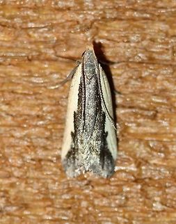 Dichomeris isa  Dichomeridinae,Dichomeris isa,Gelechiidae,Geotagged,Lepidoptera,Summer,Twirler Moths,United States,insect,moth