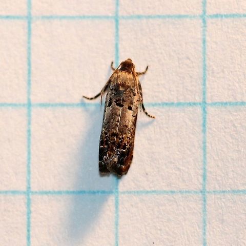 Cydia fletcherana Grid lines are 6 mm. Cydia fletcherana,Fletcher's Cydia Moth,Geotagged,Lepidoptera,Olethreutinae,Summer,Tortricidae,United States,insect,moth