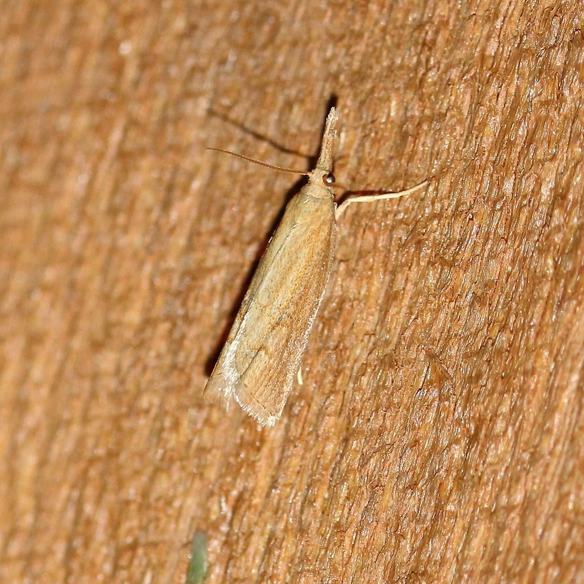 A Crambid moth possibly Donacaula or Agriphila  Agriphila,Crambidae,Cranbid,Donacaula,Geotagged,Lepidoptera,Pyraloidea,Snout Moth,Summer,United States,insect,moth