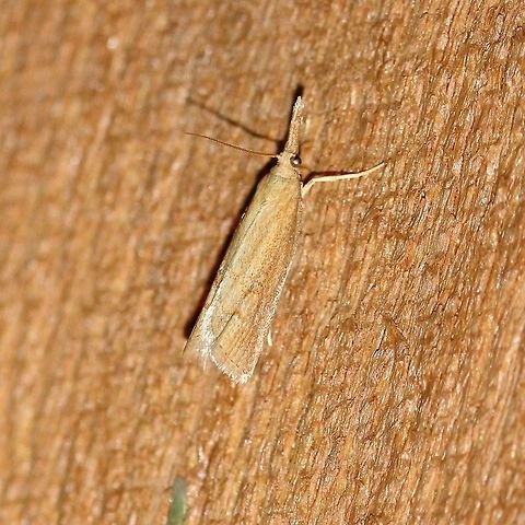 A Crambid moth possibly Donacaula or Agriphila  Agriphila,Crambidae,Cranbid,Donacaula,Geotagged,Lepidoptera,Pyraloidea,Snout Moth,Summer,United States,insect,moth