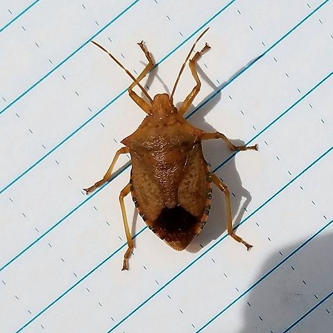 Apoecilus bracteatus Space between lines is about 6 mm. Apoecilus bracteatus,Geotagged,Summer,United States