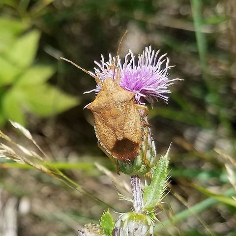 Apoecilus bracteatus