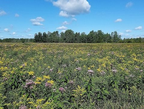 Wildflowers in a fen near Zim, Minnesota Joe-Pye-Weed (Eutrochium maculatum) and Smooth Goldenrod (Solidago gigantea) comprise most of the blooming plants but there are also Asters (Symphyotrichum lanceolatum, Canadanthus modestus) which will be in full bloom in about another week. Canadanthus modestus,Eupatorium maculatum,Eutrochium maculatum,Geotagged,Solidago gigantea,Summer,Symphyotrichum lanceolatum,United States,fen,flowers,landscape,wetland