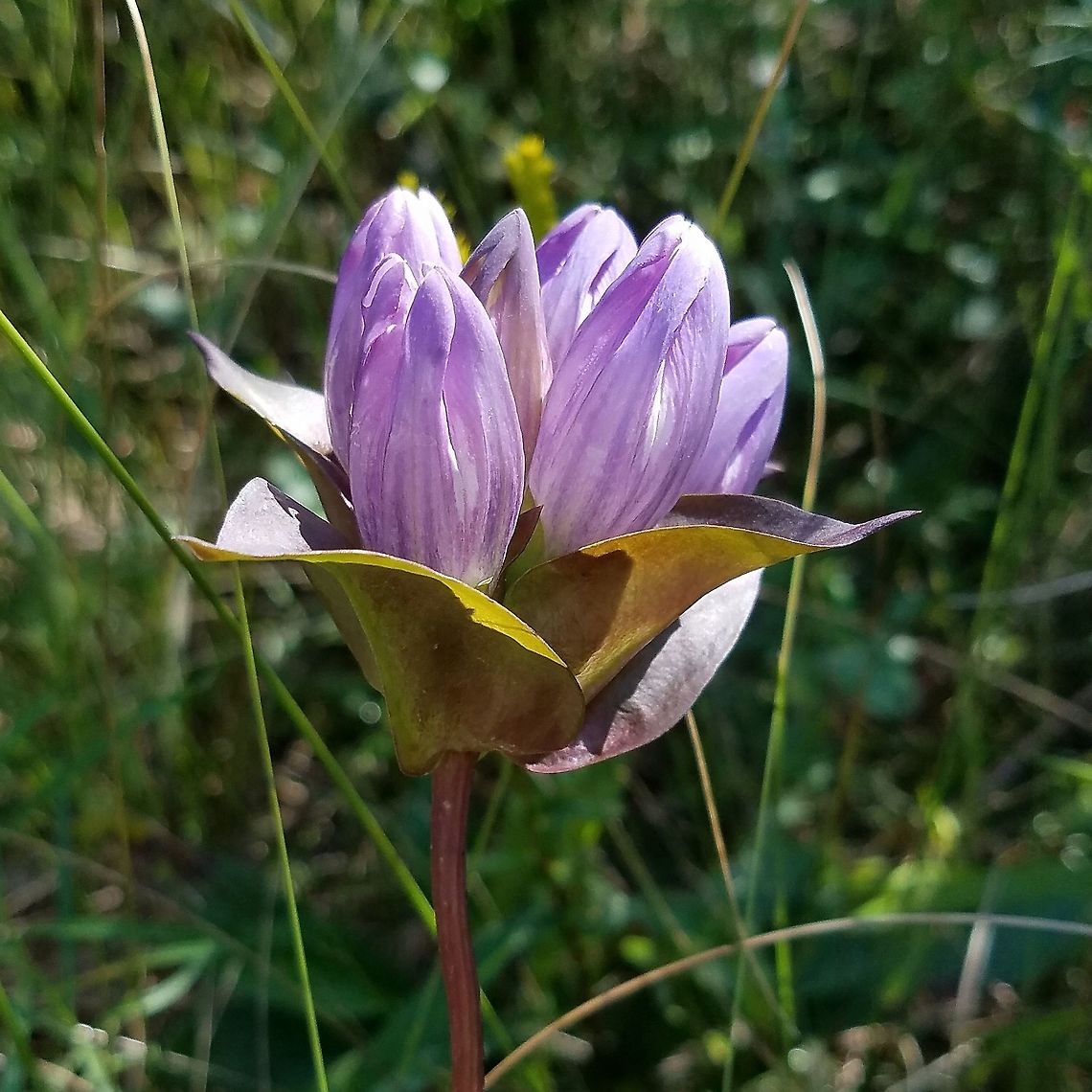 Gentiana rubricaulis Differs from Bottle Gentian (Gentiana andrewsii) which has deep blue flowers that remain closed and flowers with overlapping rounded lobes and fine teeth at the tips. Great Lakes Gentian flowers are paler and open and the small sepals are toothed.<br />
<br />
In a restored fen (peatland) in full sun. Gentiana rubricaulis,Geotagged,Great Lakes Gentian,Summer,United States,fen,flower,gentian,peatland,wetlands