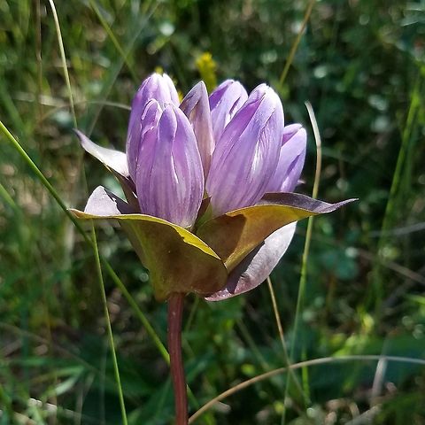 Gentiana rubricaulis Differs from Bottle Gentian (Gentiana andrewsii) which has deep blue flowers that remain closed and flowers with overlapping rounded lobes and fine teeth at the tips. Great Lakes Gentian flowers are paler and open and the small sepals are toothed.

In a restored fen (peatland) in full sun. Gentiana rubricaulis,Geotagged,Great Lakes Gentian,Summer,United States,fen,flower,gentian,peatland,wetlands