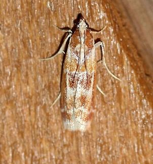 Dioryctria disclusa  Dioryctria disclusa,Geotagged,Summer,United States,Webbing Coneworm