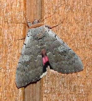 Catocala concumbens  Catocala concumbens,Geotagged,Pink underwing,Summer,United States